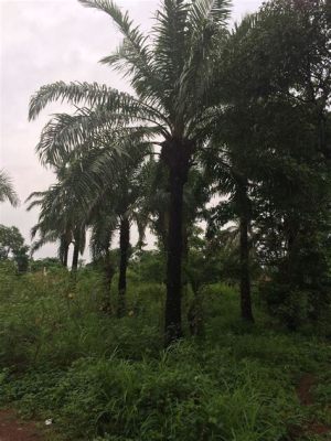  The Palm Tree's Wish: Un racconto nigeriano sul desiderio e la saggezza della natura!